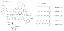 Teicoplanin core and major components.svg