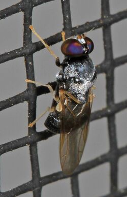 Tiny Soldier Fly - Gowdeyana punctifera, Woodbridge, Virginia.jpg