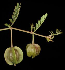 Tribulus macrocarpus (7596834850).jpg