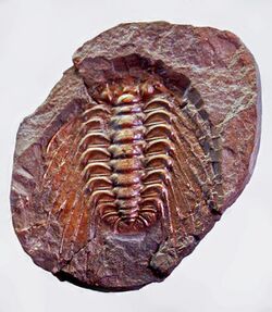 Trilobites - Solenopeltis buchi buchi.JPG