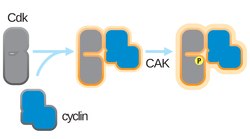 Two steps in Cdk activation.pdf