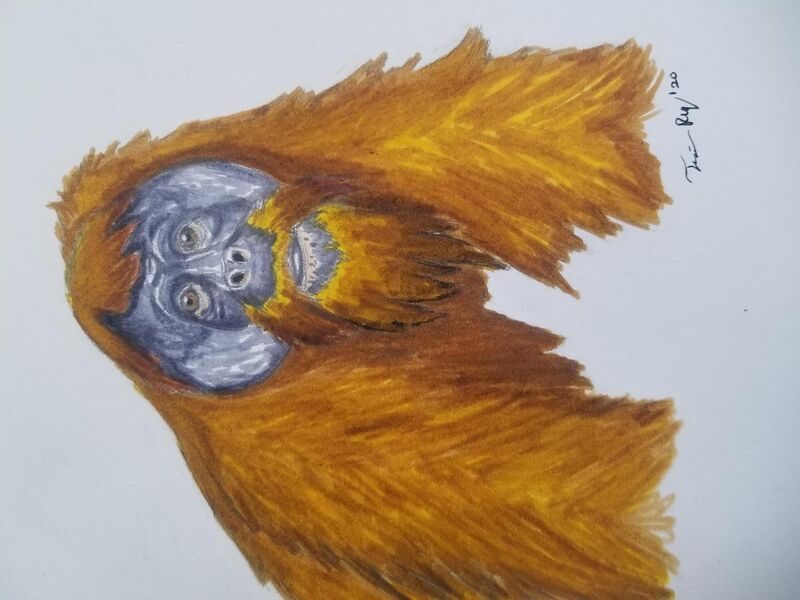 File:Vietnamese Orangutan male.jpg