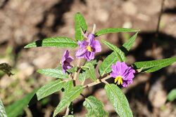 Violet Nightshade (Solanum brownii).jpg