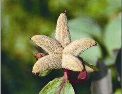 Wild Peony seed pods.jpg