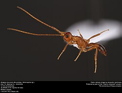 Wingless braconid (Braconidae, Heterospilus sp.) (35789149171).jpg
