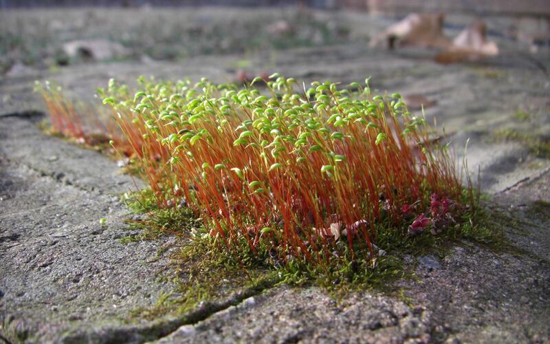 File:Winter moss.jpg