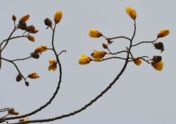 Yellow Silk Cotton (Cochlospermum religiosum) flowers in Kolkata W IMG 4243.jpg
