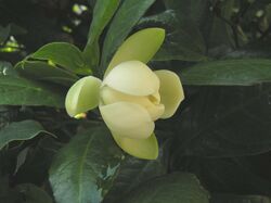 夜合花(夜香木蘭) Magnolia coco -香港動植物公園 Hong Kong Botanical Garden- (9227078645).jpg
