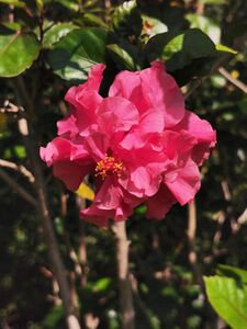 朱槿 Hibiscus rosa-sinensis 20201028130147 02.jpg