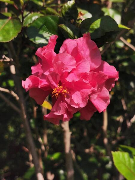 File:朱槿 Hibiscus rosa-sinensis 20201028130147 02.jpg