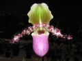 灰葉兜舌蘭 Paphiopedilum glaucophyllum -香港沙田洋蘭展 Shatin Orchid Show, Hong Kong- (9252405835).jpg