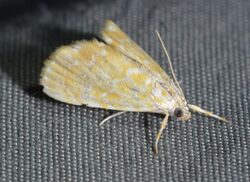- 4869 – Glaphyria glaphyralis – Common Glaphyria Moth (19118810015).jpg
