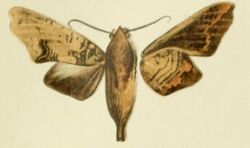 01-Hypaedalia lobipennis Strand, 1913.JPG