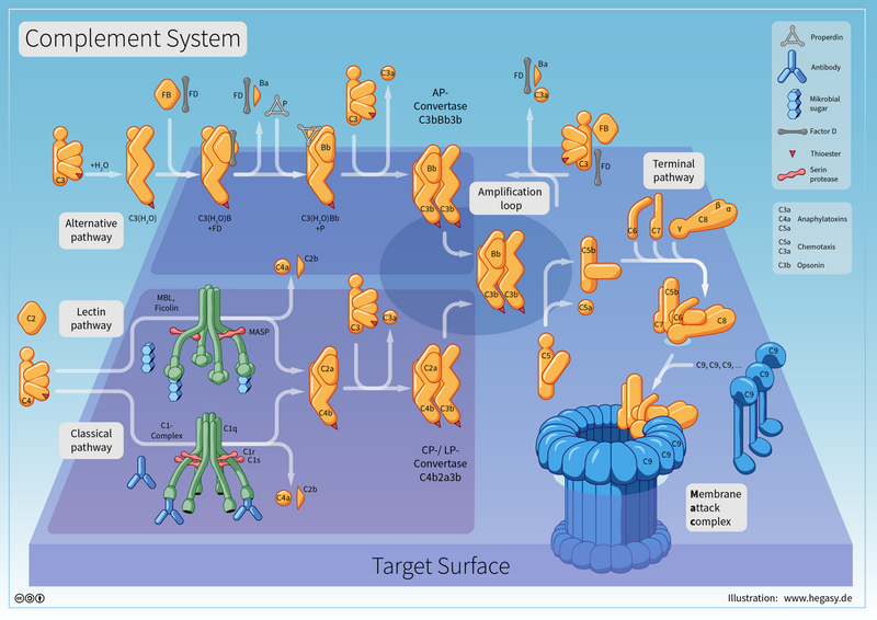 File:09 Hegasy Complement System Wiki EN CCBYSA.png