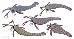 20201227 Pterygotidae pterygotid.png