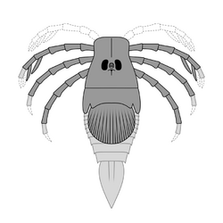 Reconstruction of ''Megarachne'', with parts missing from its fossils based on fossils of its relatives.