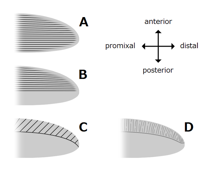 File:20210914 Radiodonta body flaps lobes structures variations.png