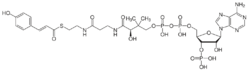 4-Coumaroyl-CoA.svg