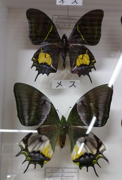 551-Teinopalpus aureus- Museum of Kamei Collection.JPG