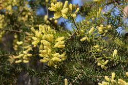 Acacia oxycedrus DSC 9772.jpg