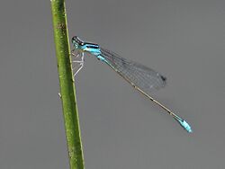 Aciagrion fragilis 0491.jpg