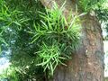 Afrocarpus falcatus, loof en bas, LC de Villiers-sportsentrum.jpg