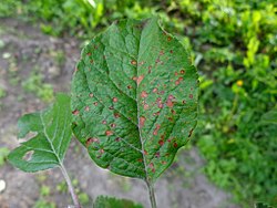A photograph of a leaf infected with Alternaria mali