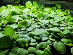 Amazon frogbit in aquascaping or aquarium