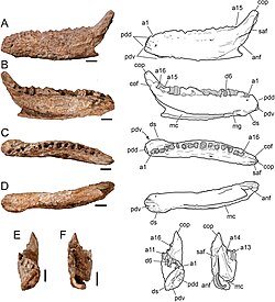 Ampelognathus holotype.jpg