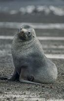 Antarctic, sea lion (js) 64.jpg