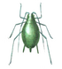 Aphid icon.png