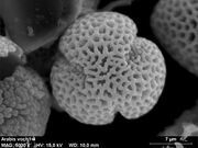 "micrograph of pollen"