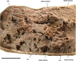 Araripesuchus fossils.jpg