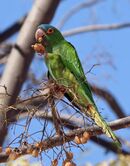 A green parrot with a blue forehead, yellow eye-spots, orange irises, and a light-green underside
