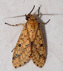 Arctiid Moth (Haemaphlebiella strigata) (28096083789).jpg