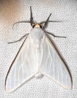 Arctiid Moth (Idalus albescens) (25467868427).jpg