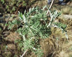 Artemisia afra 07102003 Afrique du sud 3.jpg