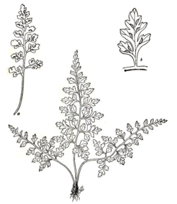 Drawings of a small fern with lacy pinnae and linear sori