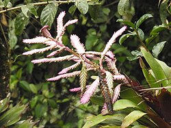 Barfussia platyrhachis imported from iNaturalist photo 107383839 on 19 November 2023.jpg