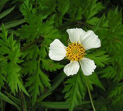 Bidens bigelovii (9474321060).jpg