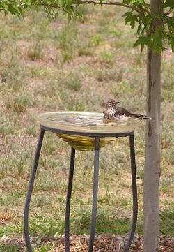 Bird bath backyard summer mockingbird.jpg