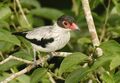 Black-tailed Tityra.jpg