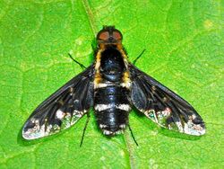 Bombyliidae - Hemipenthes maura.jpg