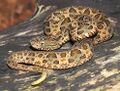 Bothrops neuwiedi.jpg