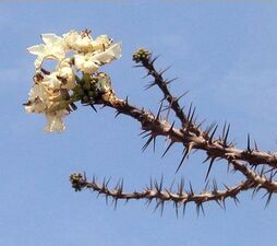 Bottle-tree(flowers).jpg