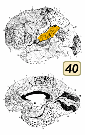 Brodmann Cytoarchitectonics 40.png