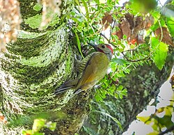 Bronze-winged woodpecker (Colaptes rubiginosus).jpg