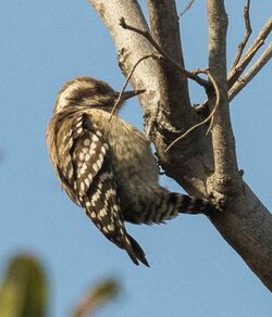 Brown-backed Woodpecker - Gambia (31838114303), crop.jpg