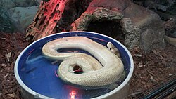 Butter champagne ball python at Pinellas County Reptiles, Aug 2020.jpg