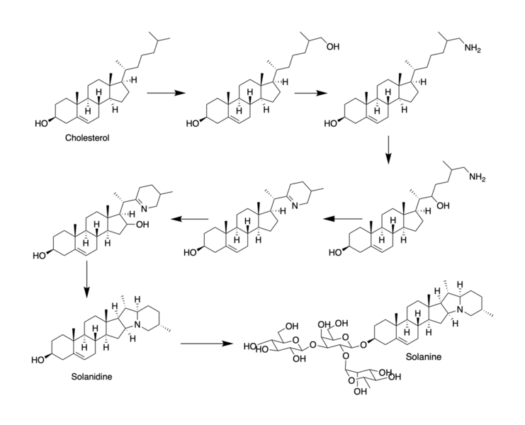File:CHM 275 Biosynthesis.png